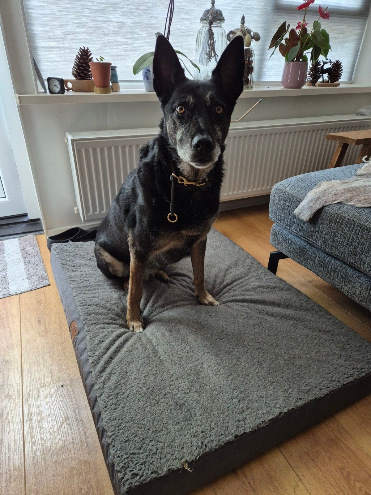Lieve baas gezocht, 6 jaar of ouder, Rabiës (hondsdolheid), Reu, Eén hond