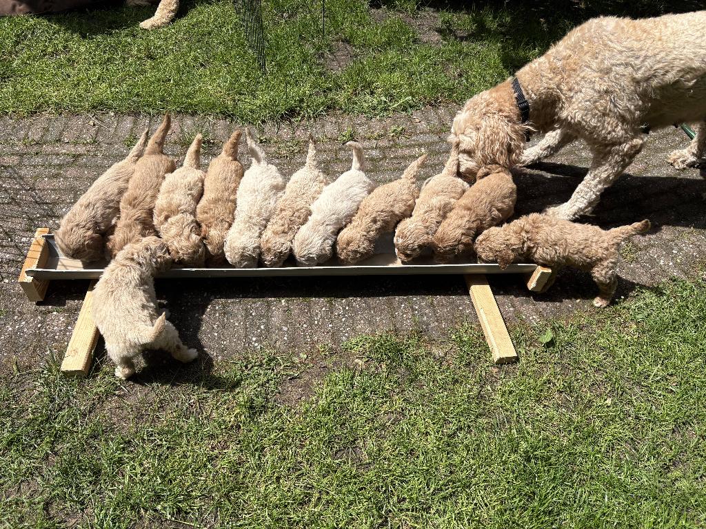 Prachtige Goldendoodle Pups - Medium, Dieren en Toebehoren, 8 tot 15 weken, Parvo, Meerdere, Meerdere dieren