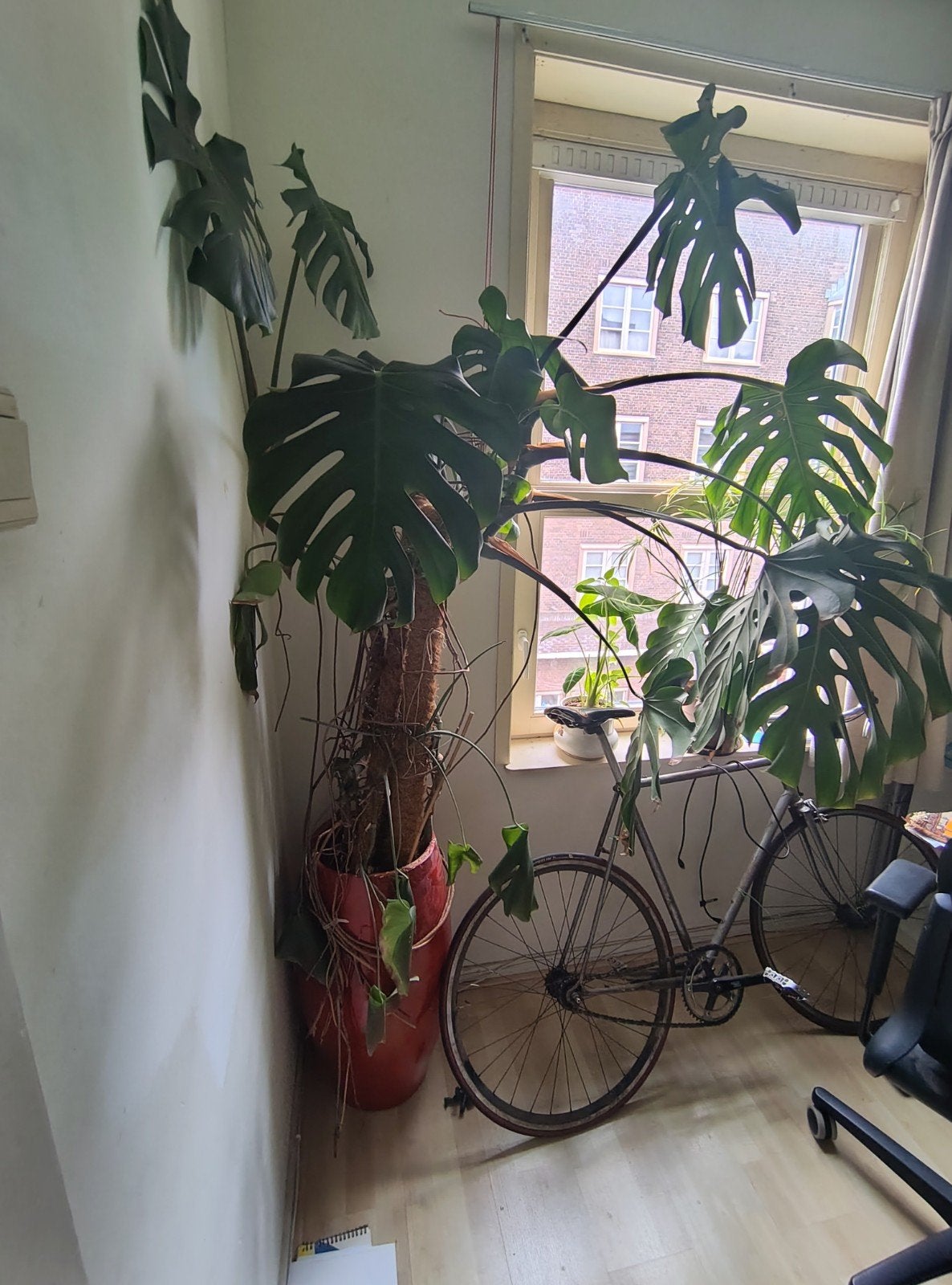 Monstera. Ophalen 31 juli (vandaar de lage prijs), Ophalen, Halfschaduw, 150 tot 200 cm