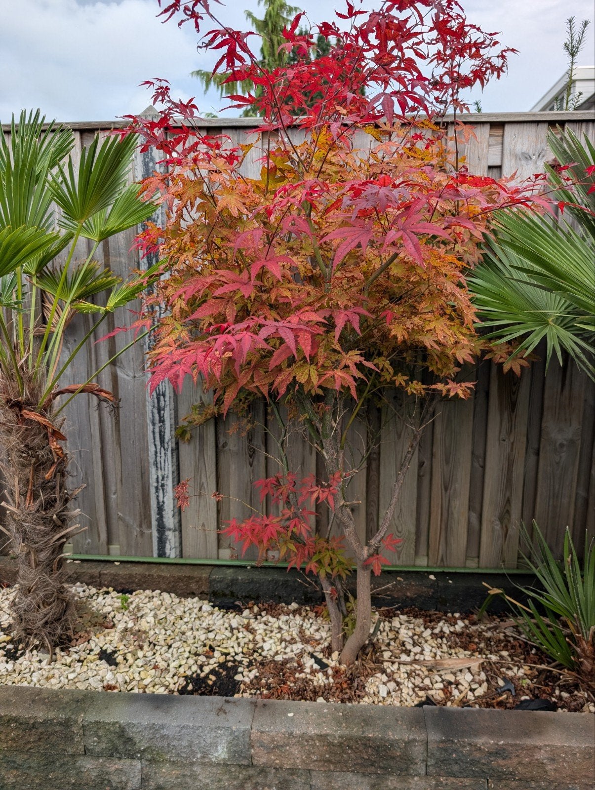 Japanse esdoorn – Acer palmatumJapanse esdoorn – Acer palmat, Ophalen, Bloeit niet, Halfschaduw, Overige soorten