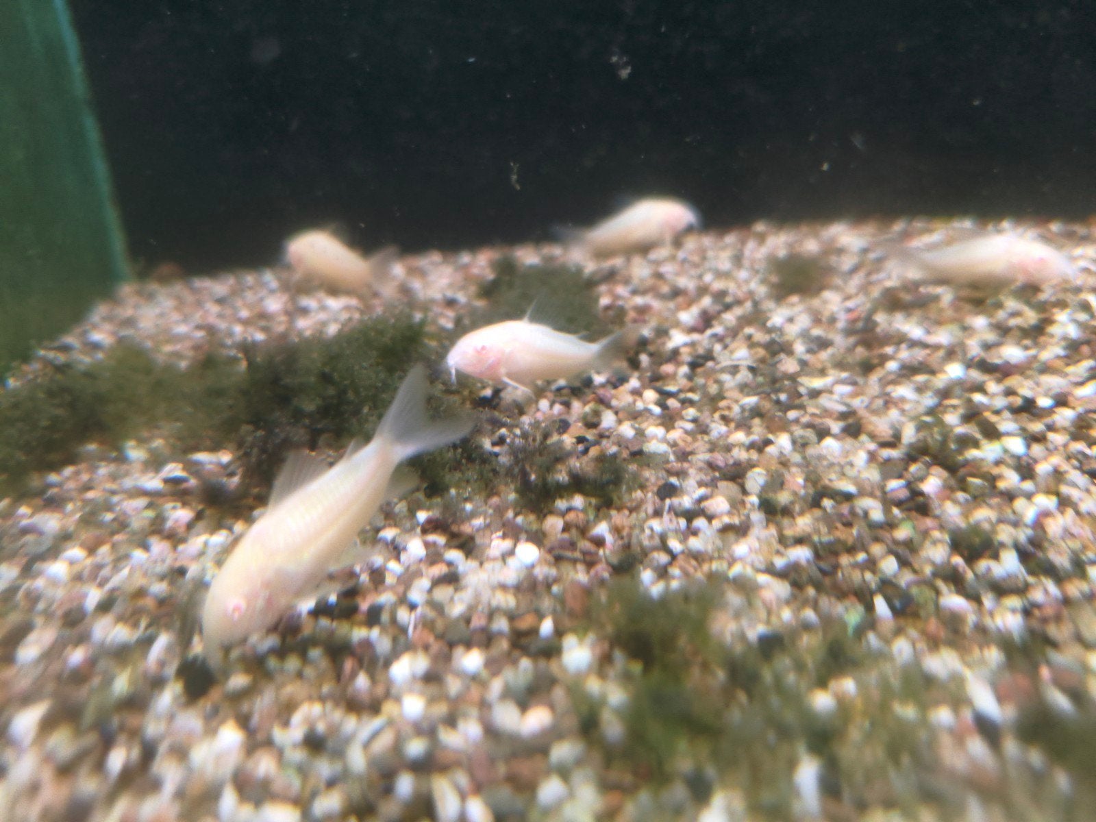Corydoras albino, Dieren en Toebehoren, Vissen | Aquariumvissen, Vis, Zoetwatervis, Schoolvis