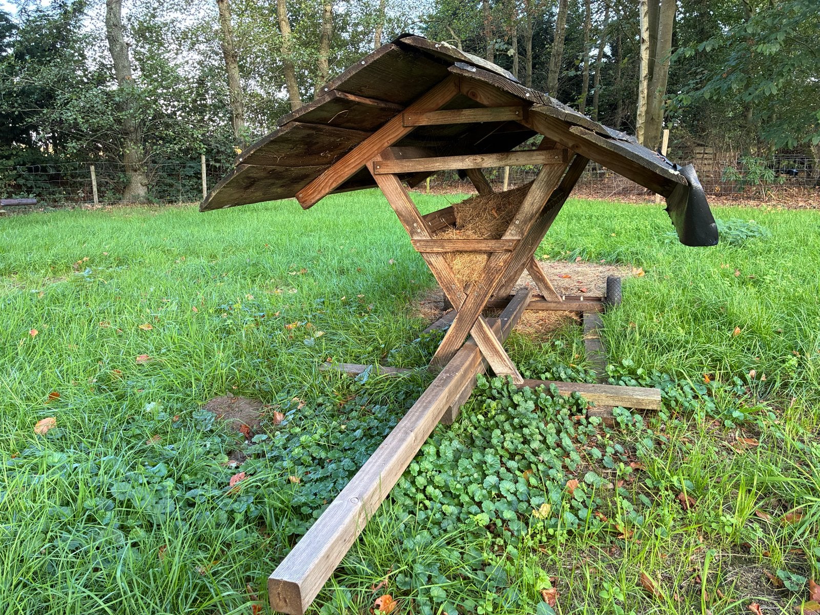 Hooiruif, Meerdere dieren, Schaap