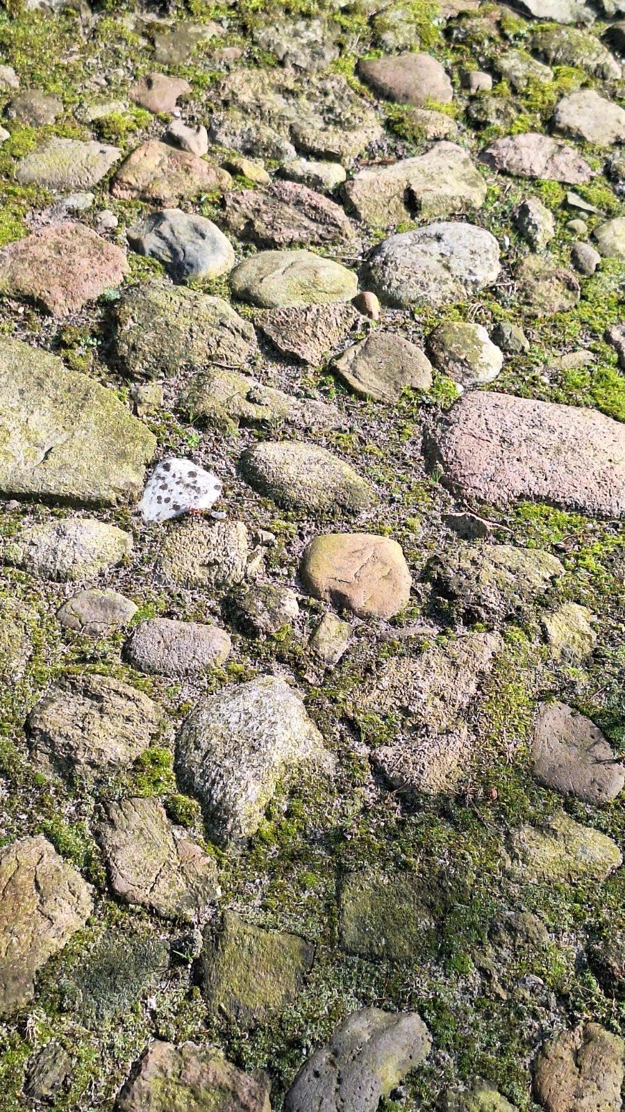 Drentse keien  - bestrating, Ophalen, Gebruikt, Overige typen, Natuursteen