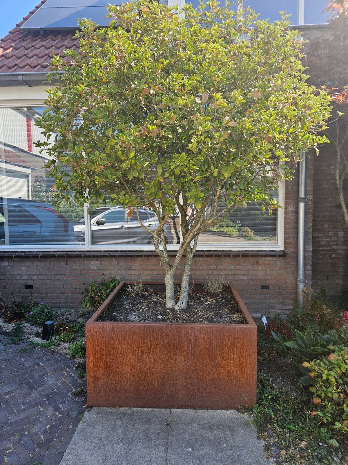 Cortenstaal plantenbak 120x120 met boom, Ophalen, Gebruikt, 100 cm of meer, Vierkant