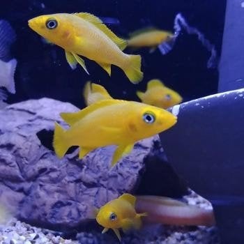 Lamprologus leleupi, Dieren en Toebehoren, Vissen | Aquariumvissen, Vis