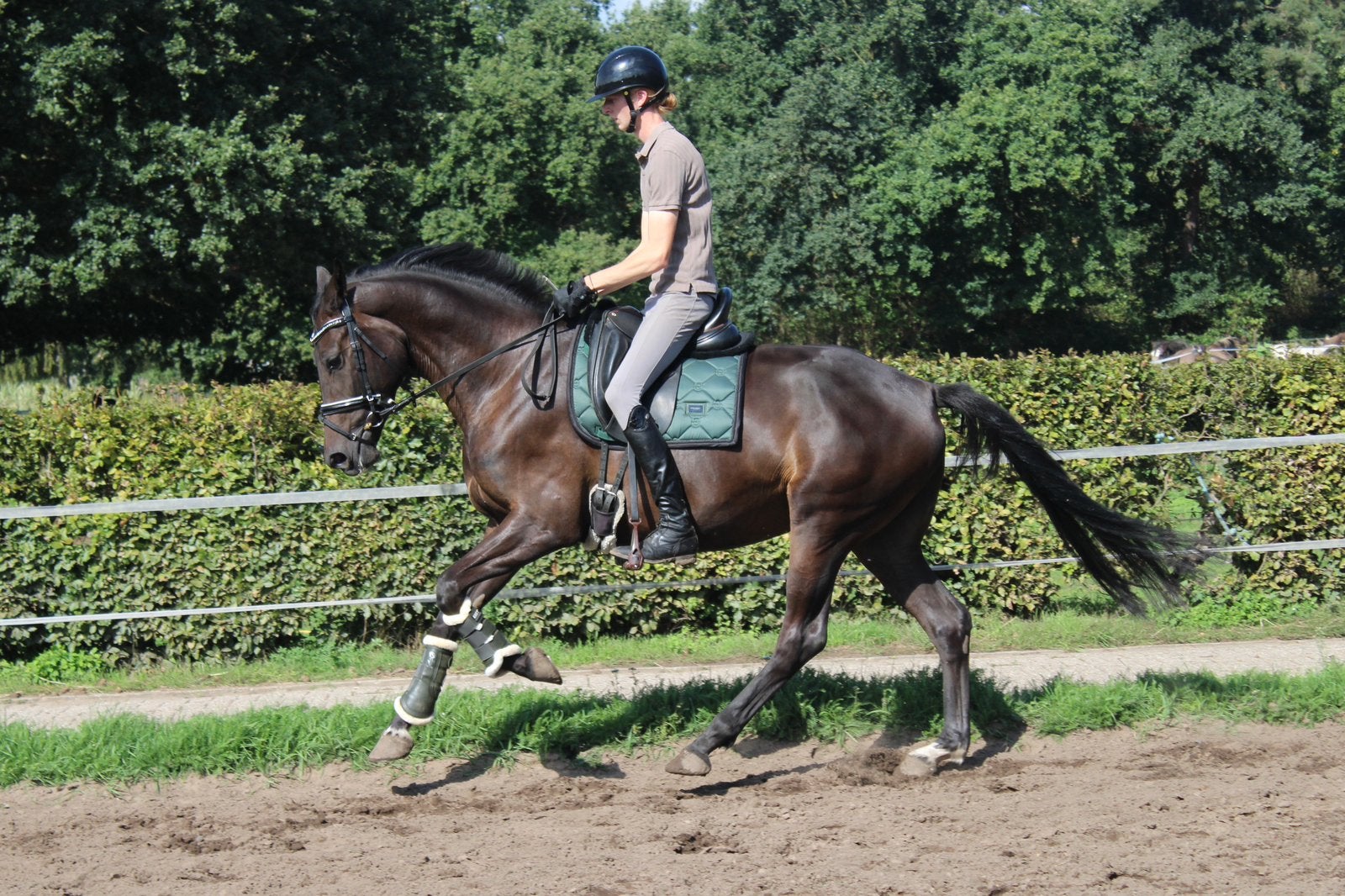 Allround merrie van Incognito x Glamourdale, Dieren en Toebehoren, Merrie, Dressuurpaard, Met stamboom, B