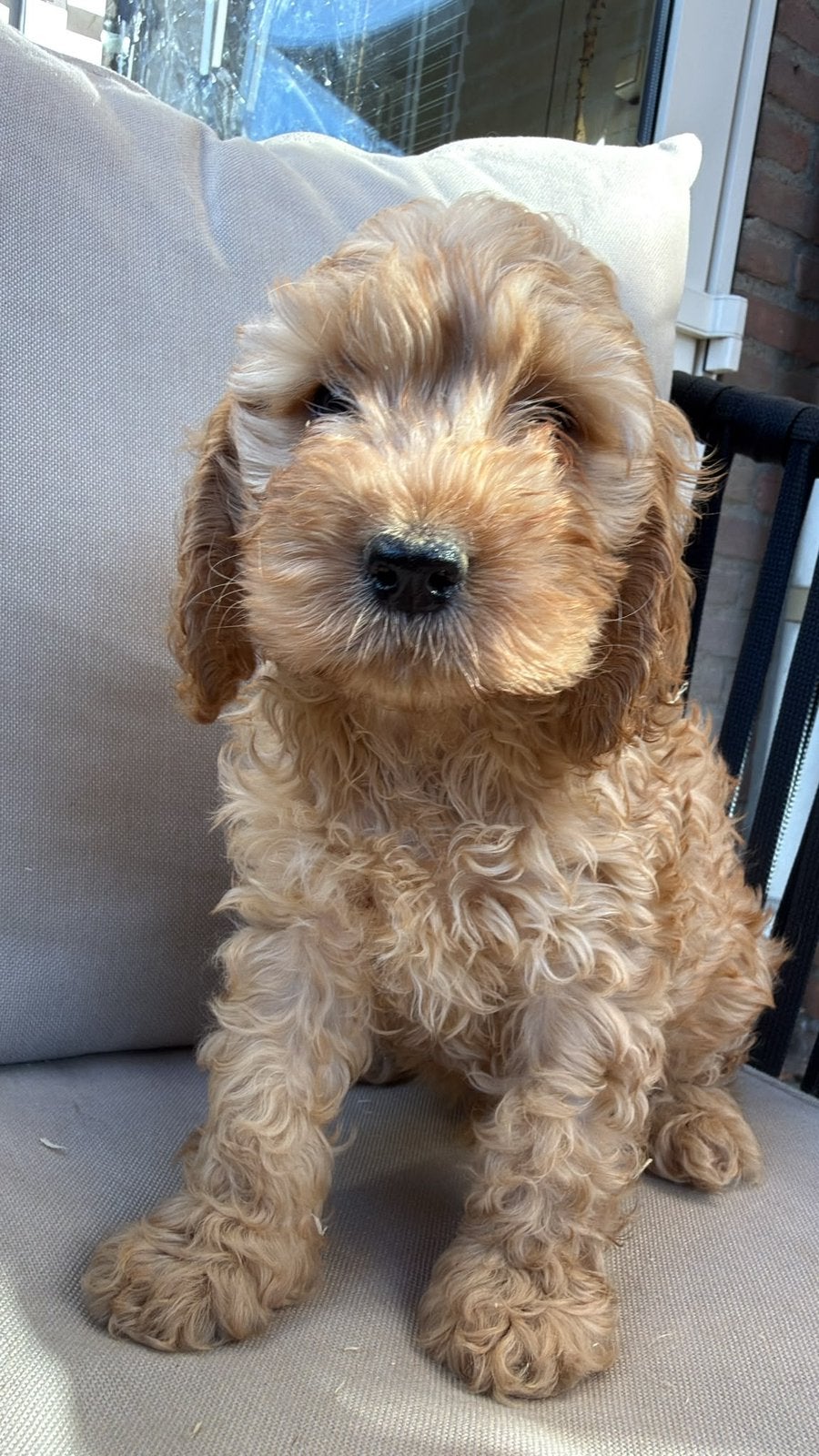 Huiskamer nest Cockapoo puppys zeer sociaal en mooi, Dieren en Toebehoren, CDV (hondenziekte), 8 tot 15 weken, Meerdere, Nederland