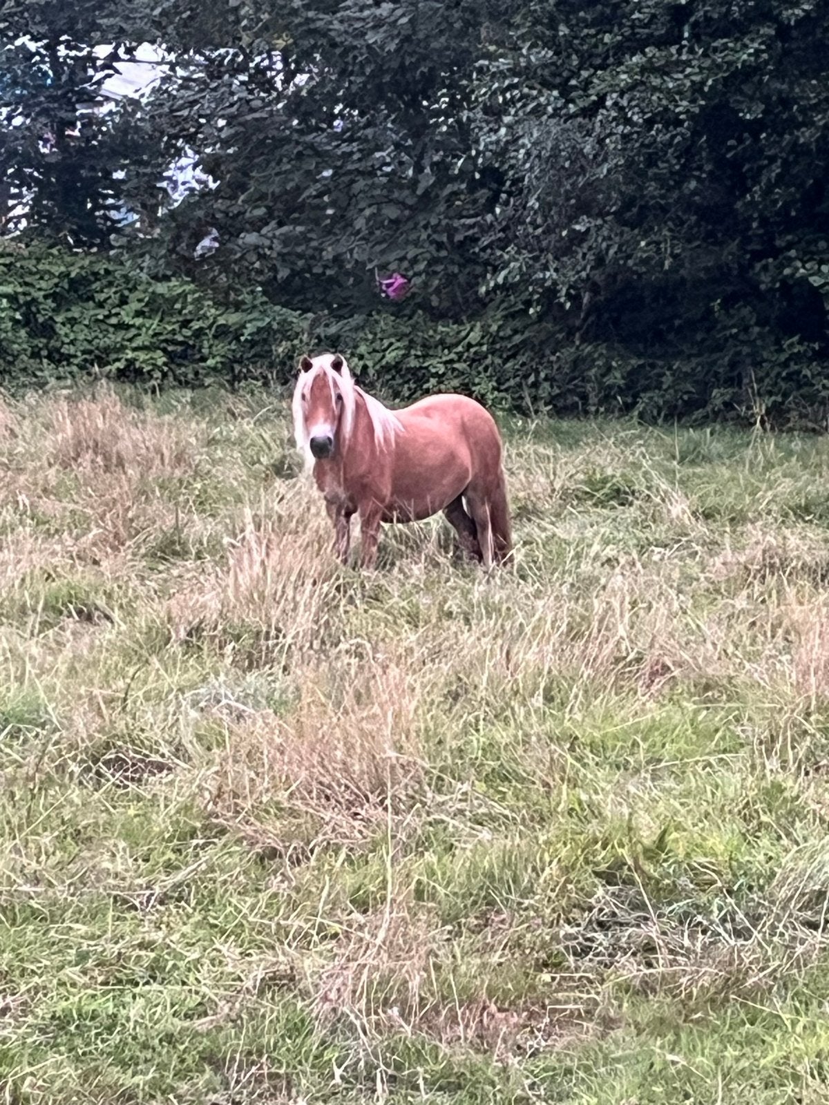 Shetland merries, Dieren en Toebehoren, Pony's, Merrie, Met stamboom, Niet van toepassing, A pony (tot 1.17m)