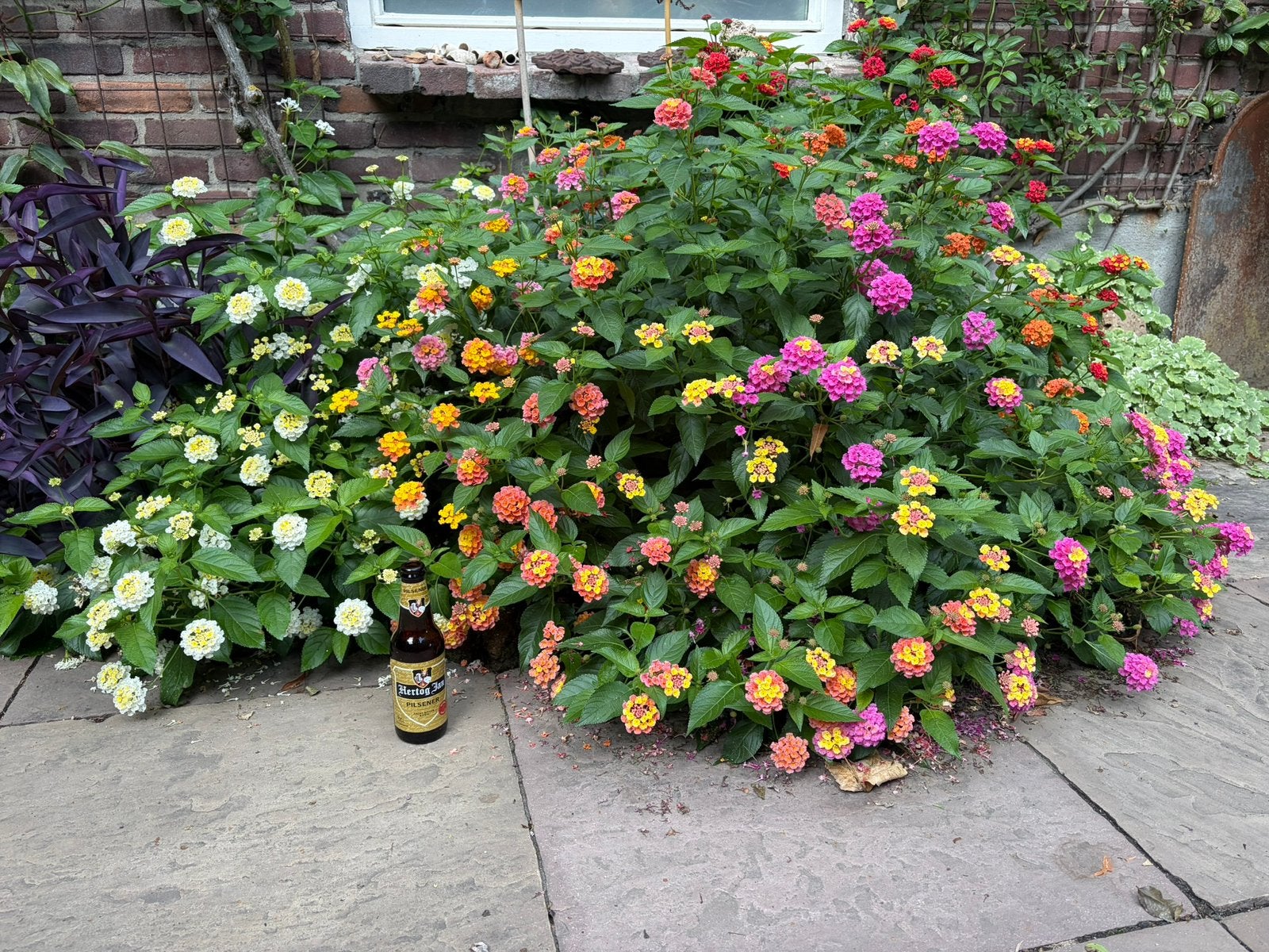 3 jaar oude lantana's. Zeer grote planten  Lantana Camara, Ophalen, Overige soorten, Volle zon