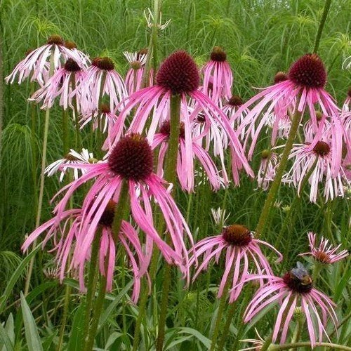 Zaden Echinacea pallida, Ophalen of Verzenden, Volle zon