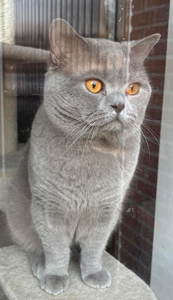 🐾 Zeer ervaren Britse korthaar dekkater MET DEKGARANTIE, 3 tot 5 jaar