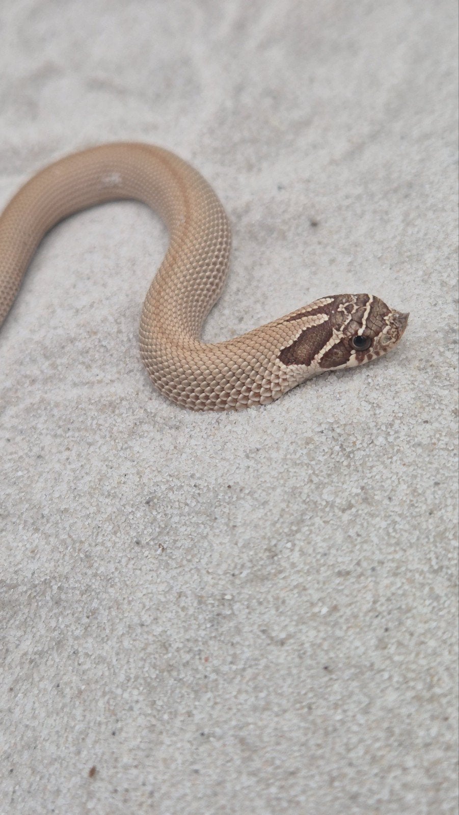 Haakneusslang het snow Hognose Snake photo 2