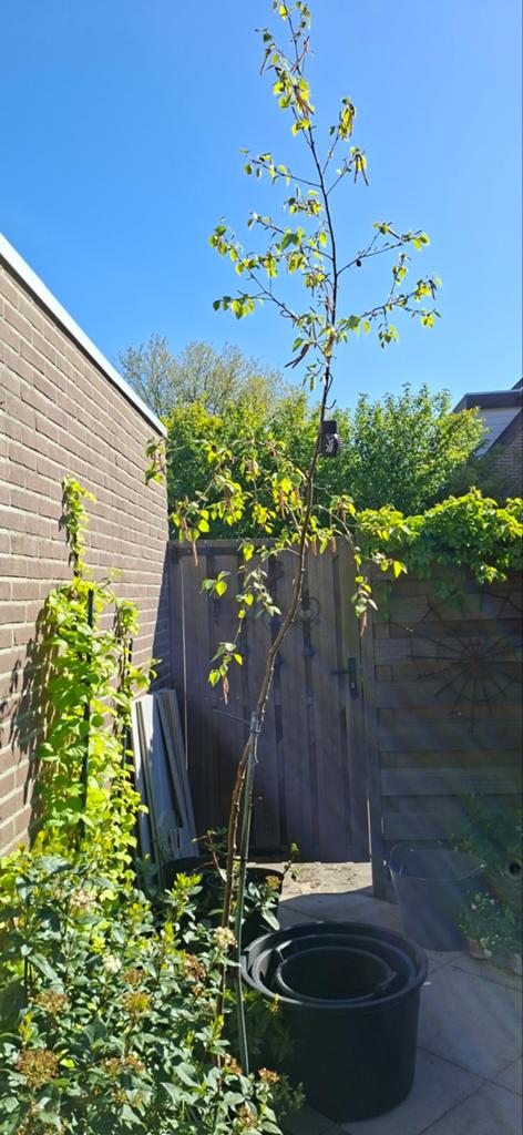 Jonge berkenboom (3,5 m, ca 7 jaar oud), Tuin en Terras, Planten | Bomen, Ophalen, Volle zon, Overige soorten