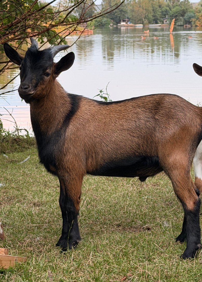 Dwerg bokje, Dieren en Toebehoren, Schapen, Geiten en Varkens, Mannelijk, Geit