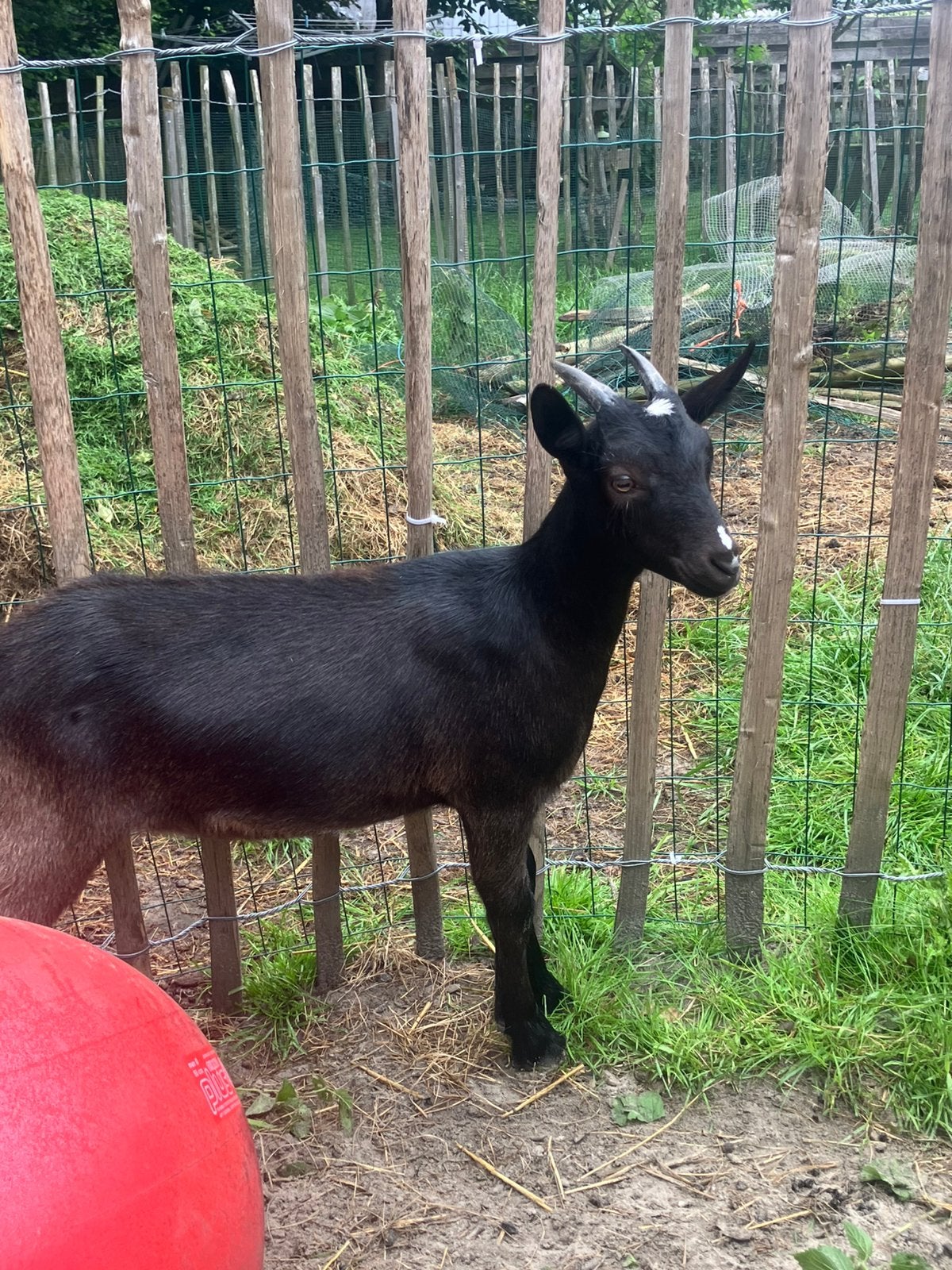 Prachtig lief geitje, kruising Toggenburger x landgeit, Dieren en Toebehoren, Vrouwelijk, Geit