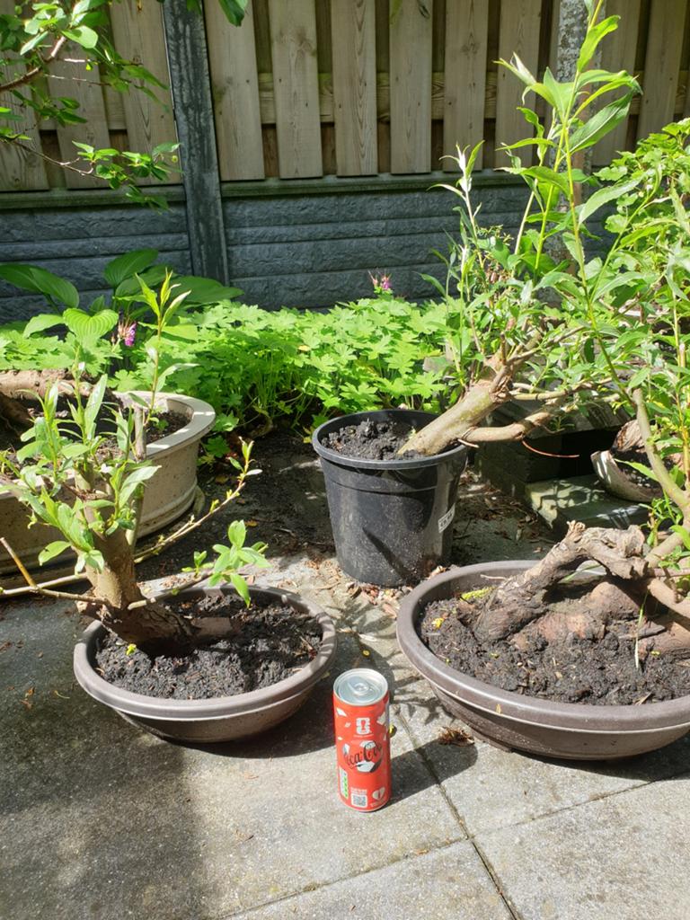 Gratis wilgenstekken, Ophalen, Overige soorten, Volle zon