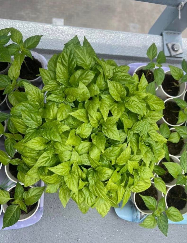 Madame Jeanette planten €1 per stuk, Tuin en Terras, Planten | Tuinplanten, Ophalen, Volle zon, Groenteplanten, Eenjarig