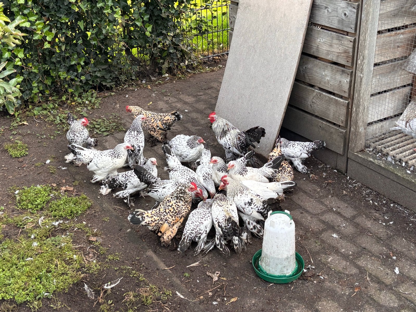 Trio’s Sabelpootkrielen, Dieren en Toebehoren, Meerdere dieren, Kip