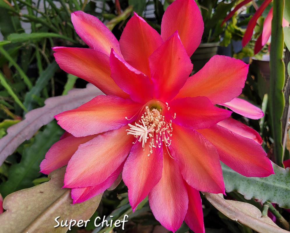 cactus - Epiphyllum Superchief, Huis en Inrichting, Kamerplanten, Ophalen of Verzenden, Cactus, Volle zon, Minder dan 100 cm