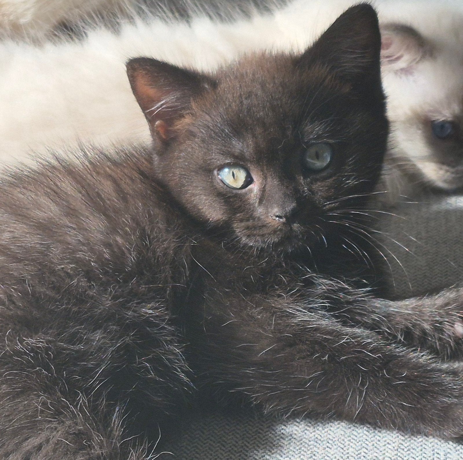 ragdoll x britsekorthaar kittens mogen het nest verlaten, Meerdere dieren, Ontwormd