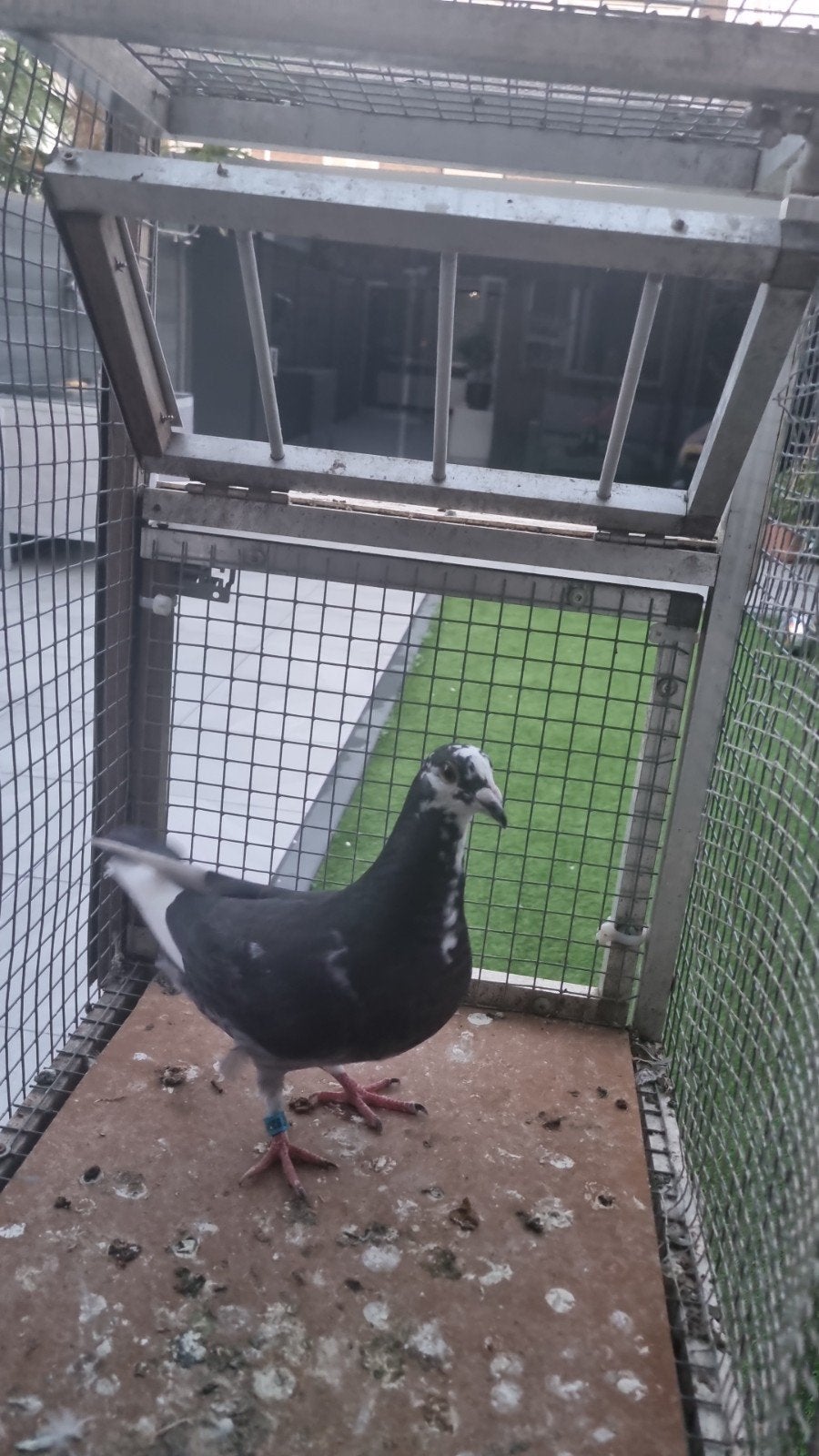 zoek een plaats voor een duivenhok, Dieren en Toebehoren, Mannelijk, Postduif