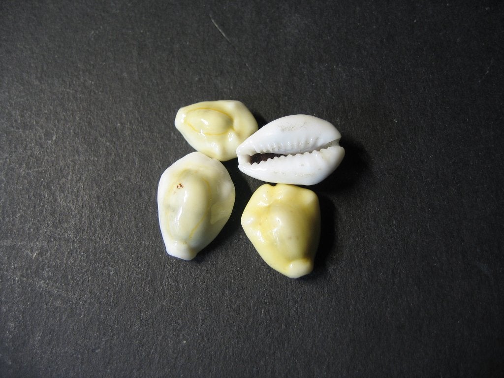 Schelpen: Monetaria moneta  Linnaeus, 1758. , Ophalen of Verzenden, Schelp(en)