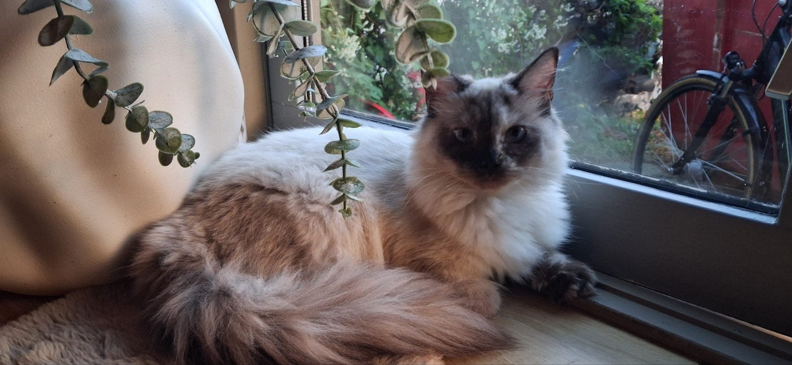 mainecoon - ragdoll, Dieren en Toebehoren, Meerdere dieren, 0 tot 2 jaar