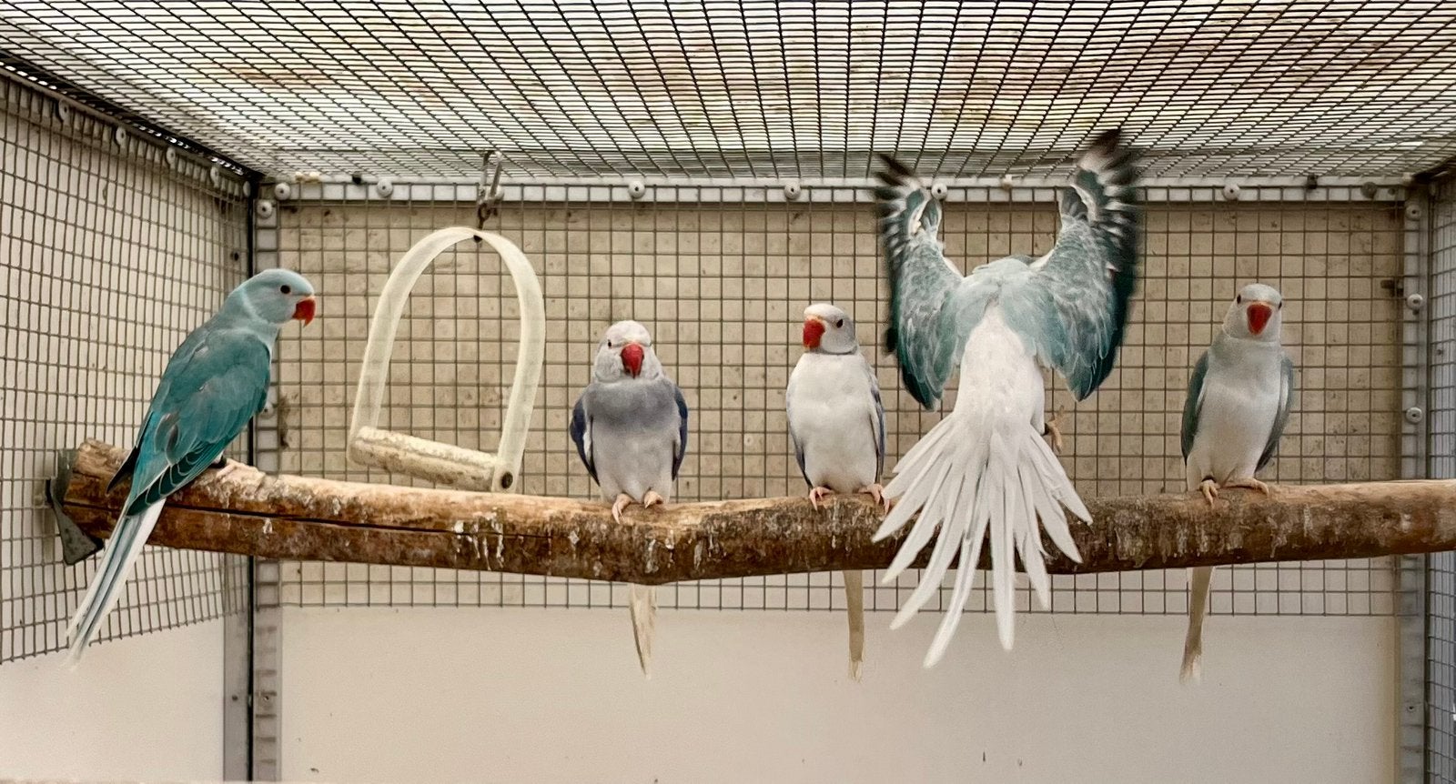 Halsbanden bleekstaarten en opaline bleekstaarten, Meerdere dieren, Geringd