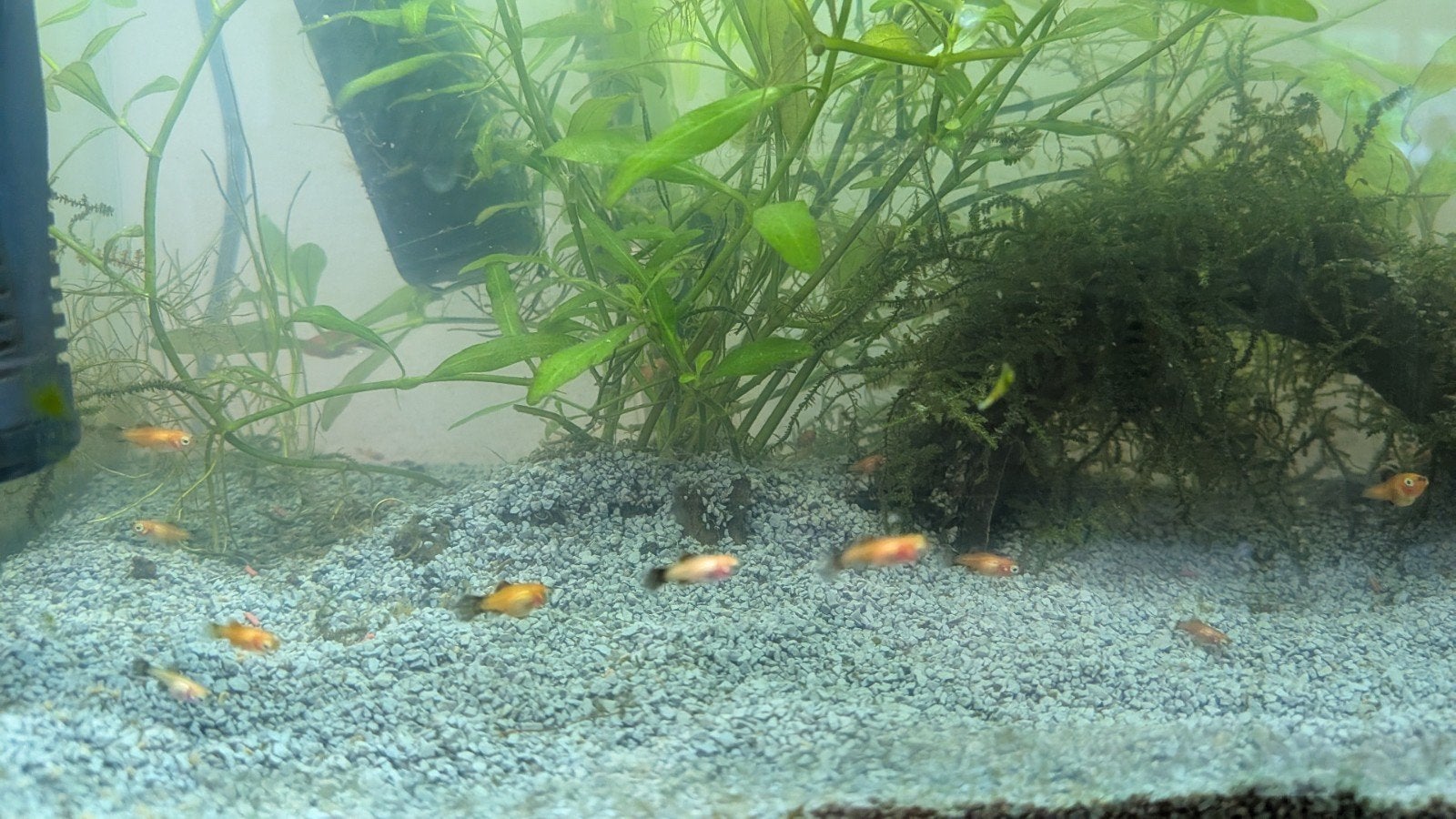 GRATIS platy baby visjes, Dieren en Toebehoren, Vis