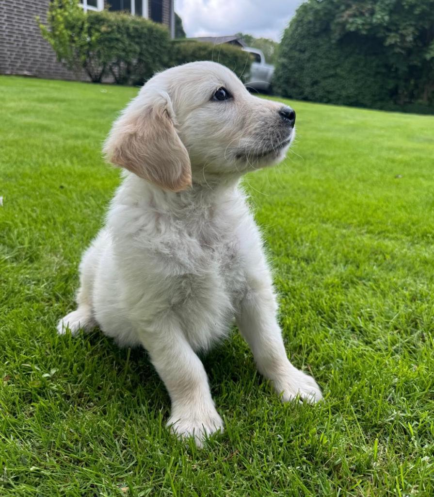 Golden Retriever pup, Dieren en Toebehoren, Honden | Retrievers, Spaniëls en Waterhonden, Reu, 8 tot 15 weken, Meerdere, Parvo