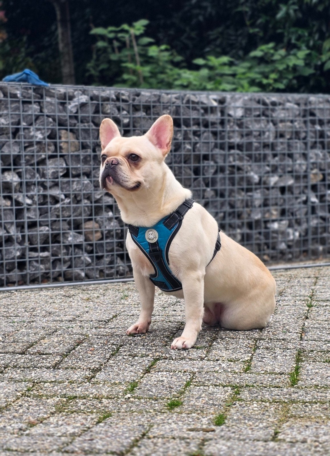 💙 super lieve reu zoekt 5 sterren huisje 💙, Reu, 1 tot 2 jaar, Bulldog, Eén hond