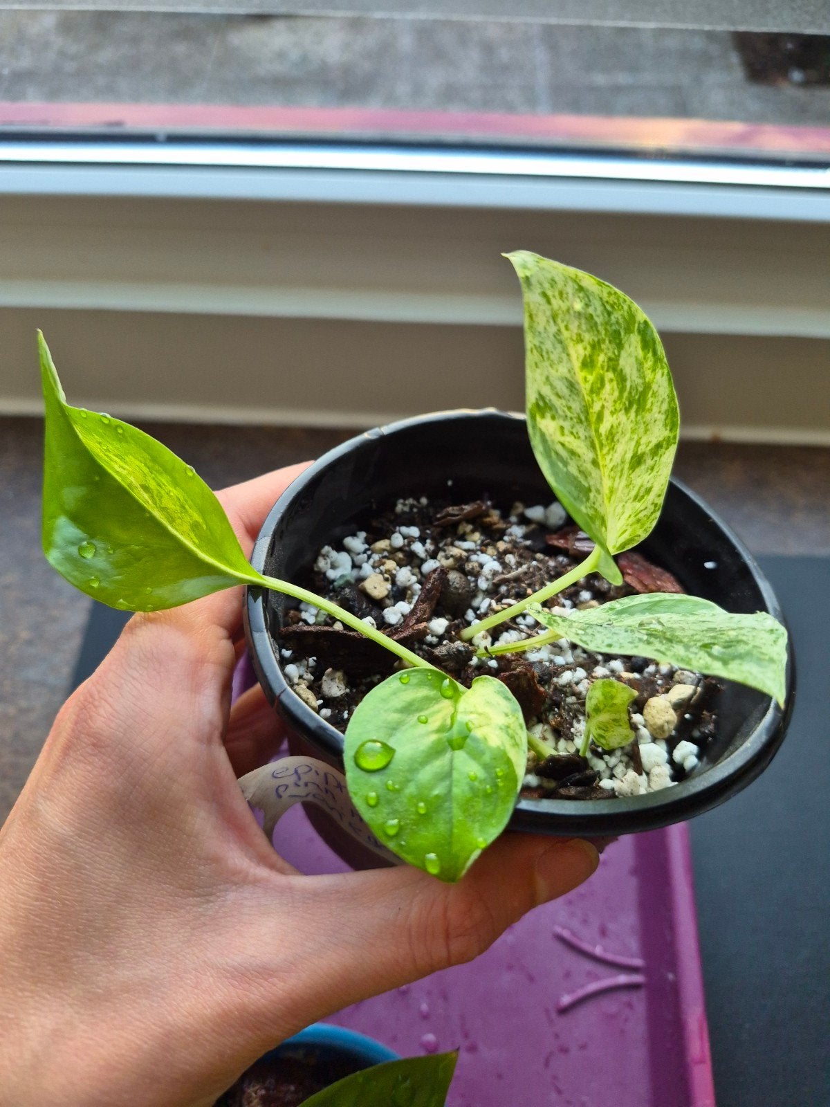 Epipremnum Pinnatum Marble Variegata (2 stekjes in pot), Huis en Inrichting, Overige soorten, In pot, Minder dan 100 cm, Groene kamerplant