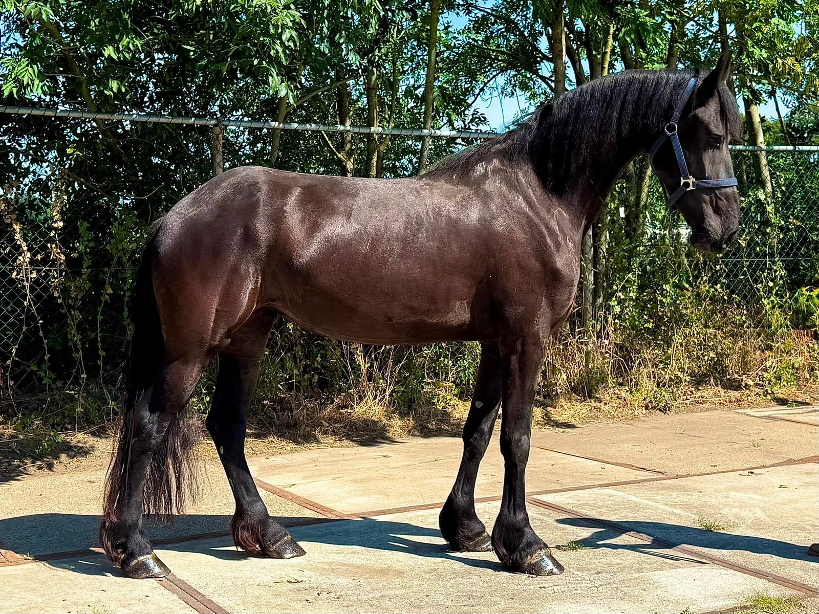 Stoere 4 jarige Barock pinto merrie, Dieren en Toebehoren, Paarden, Merrie, 160 tot 165 cm, Dressuurpaard, 3 tot 6 jaar