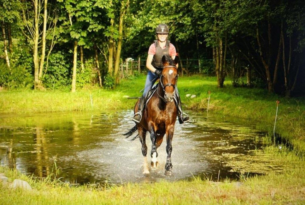 Fijne sportpaarden te koop van de fokker!, Met stamboom, Dressuurpaard, 3 tot 6 jaar, L