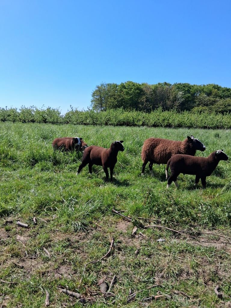 Zwartbles rammen, Mannelijk, Schaap, 0 tot 2 jaar