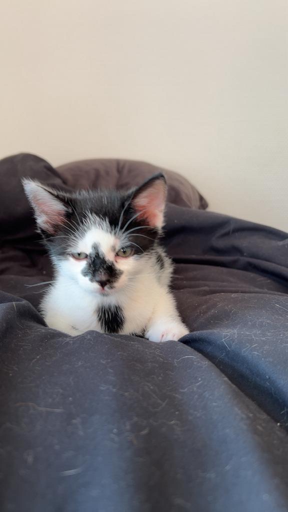 Kitten 9 weken, Poes