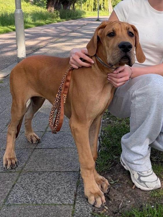 Duitse/deense dog puppies, Overige rassen, 8 tot 15 weken, Parvo, Meerdere