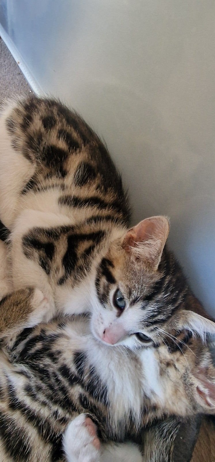 bengaalse kittens mogen naar een nieuw huisje, Dieren en Toebehoren, Katten en Kittens | Raskatten | Korthaar, Meerdere dieren
