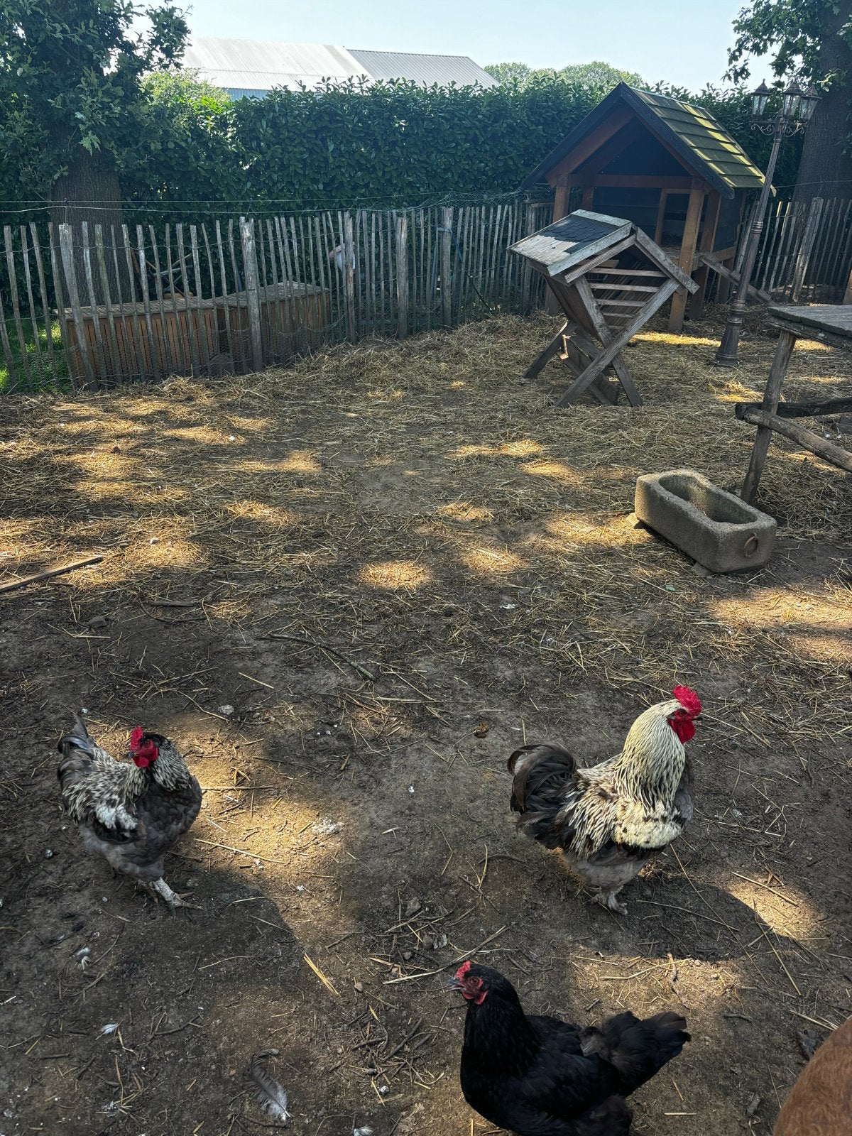 Haan gratis ophalen, Dieren en Toebehoren, Pluimvee, Mannelijk, Kip