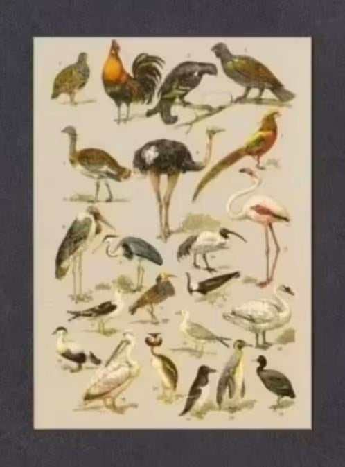 Vogels Meeuwen Pinguïn Reiger Fazant Kip Korhoen Ibis., Ophalen of Verzenden, 1980 tot heden, Ongelopen, Vogel