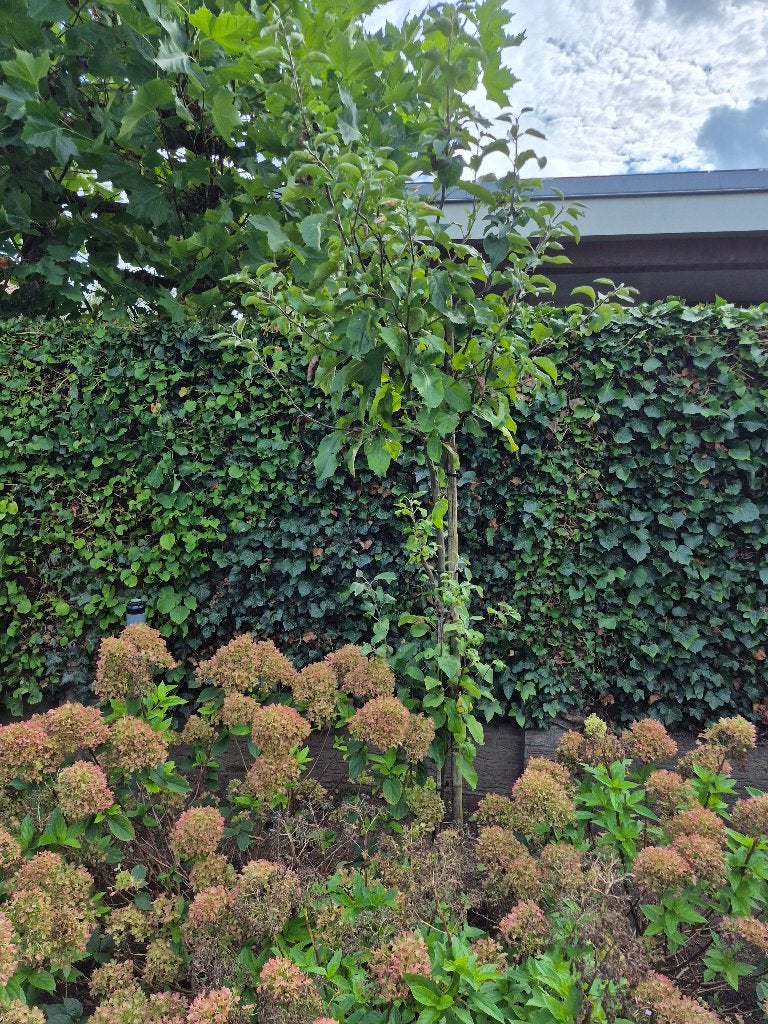 2 appelbomen €20,- per stuk, Tuin en Terras, Overige soorten, 100 tot 250 cm, Zomer, Ophalen