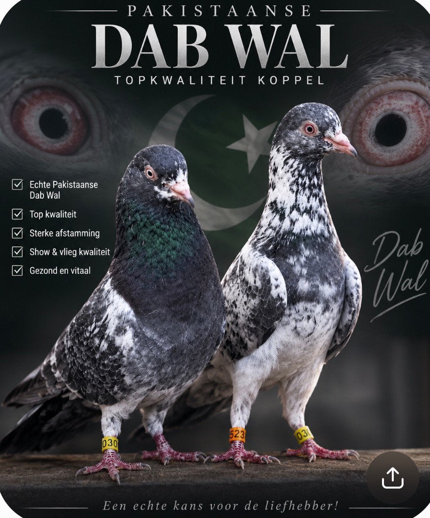 Pakistaanse duiven, Geslacht onbekend, Overige soorten