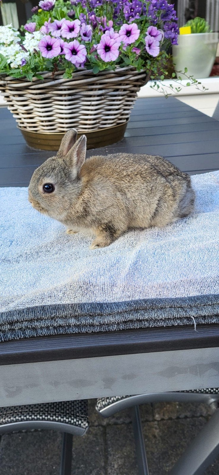 Lieve jonge kleurdwerg rammetjes aangeboden, Mannelijk, Dwerg, 0 tot 2 jaar