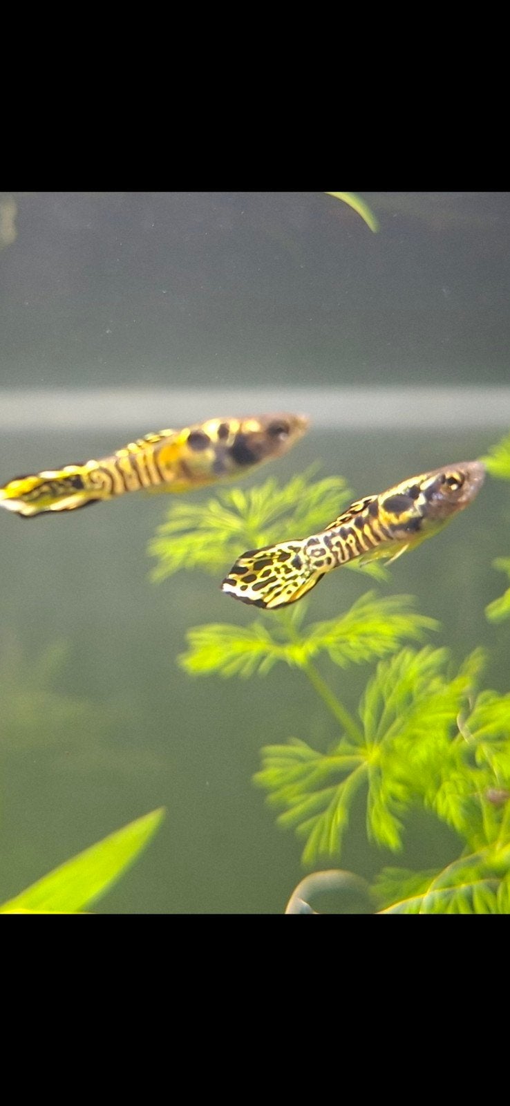 Yellow tiger Endlergup babies, Vis