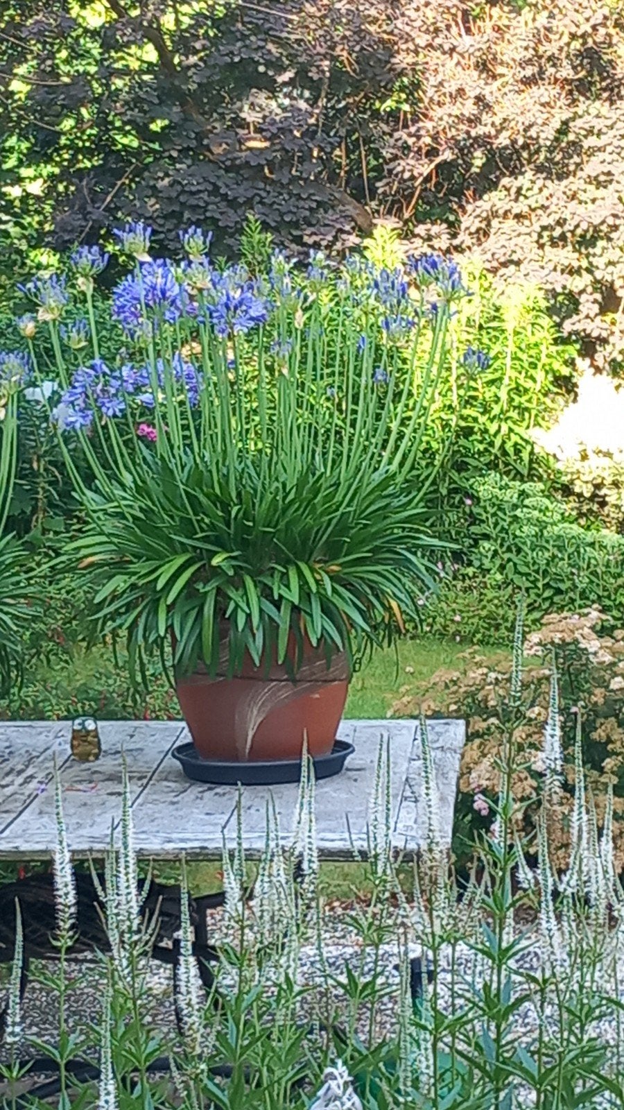 Agapanthus met meer dan 50 bloemstengels in aardewerkpot, Ophalen, Overige soorten, Halfschaduw