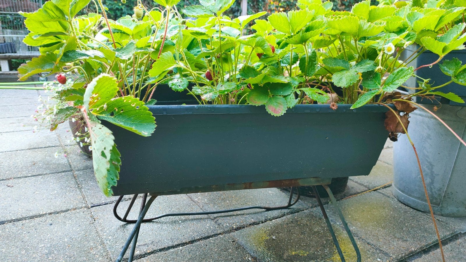 4 aardbeienbakken, 60 cm lang, doordragers, Tuin en Terras, Ophalen, Rond, Kunststof, Minder dan 30 cm