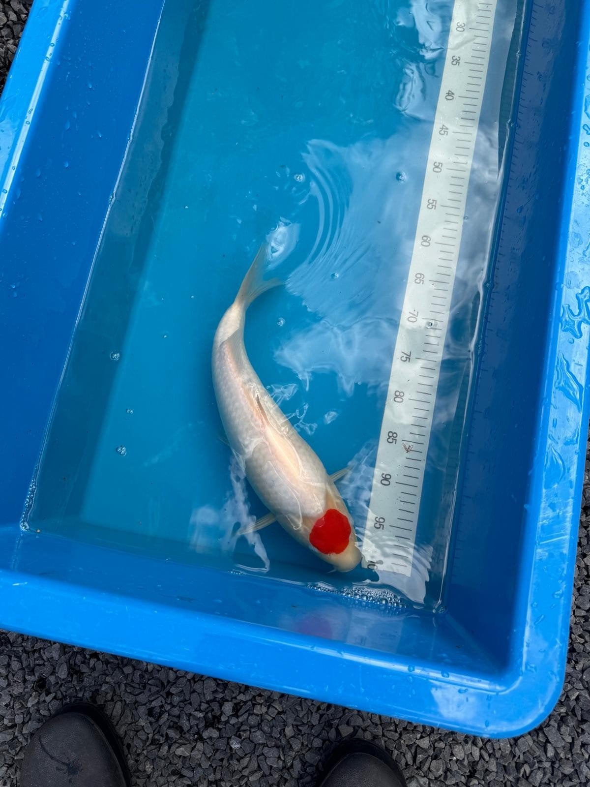 koi tancho, Karper of Koi
