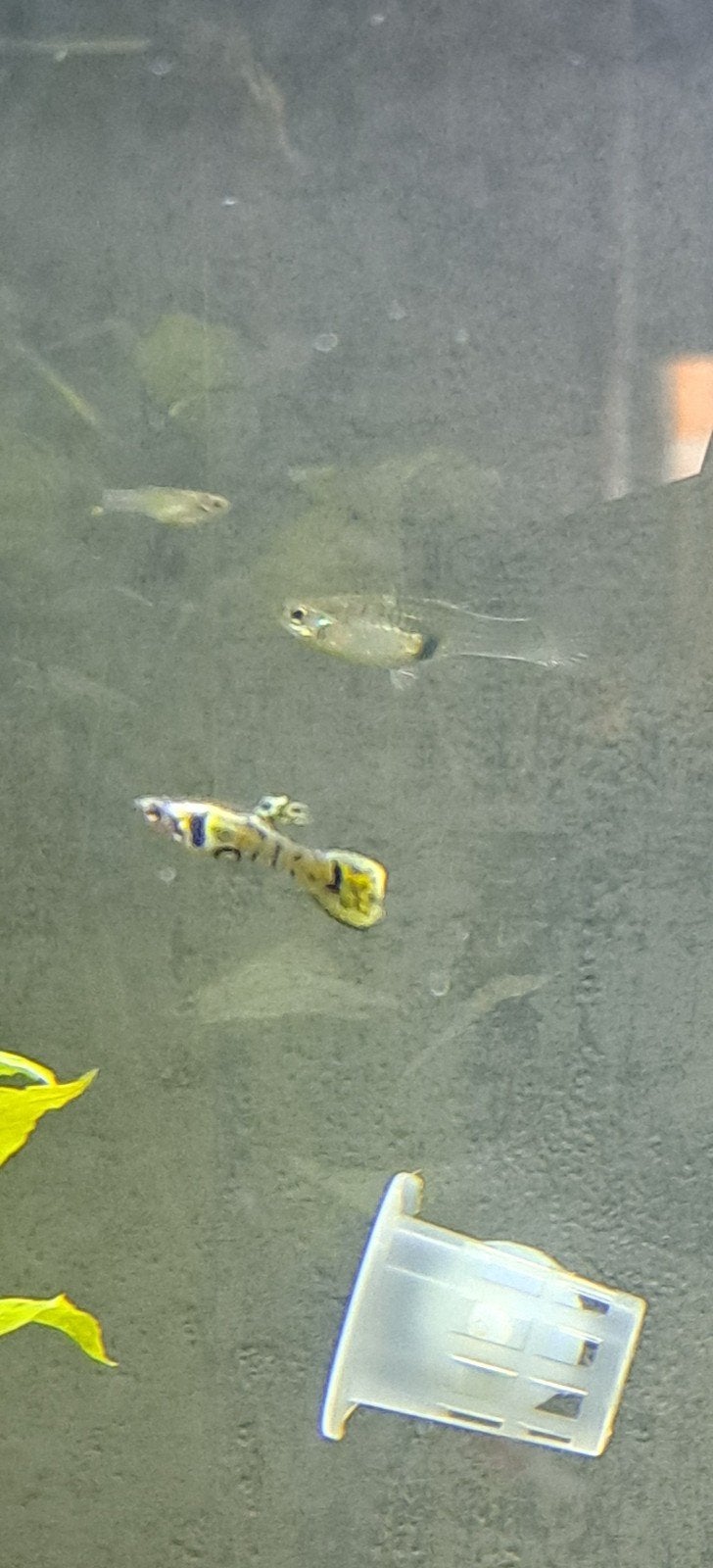 yellow tiger endler guppen, Dieren en Toebehoren, Vissen | Aquariumvissen, Vis