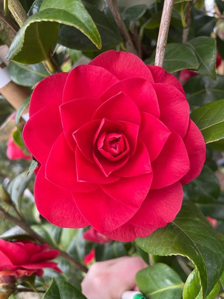 Camelia diverse soorten, Volle zon, Vaste plant, Winter, Ophalen