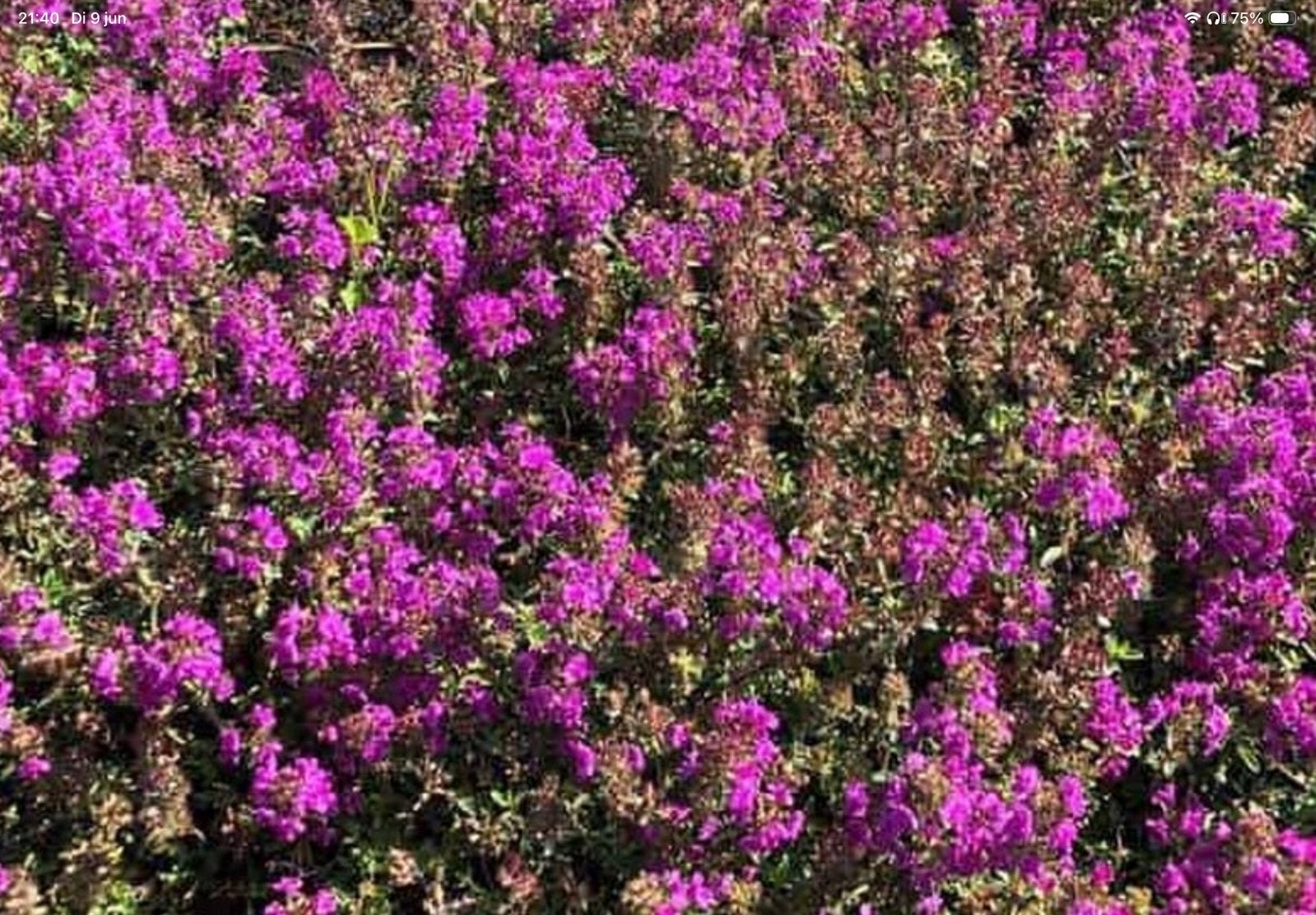 Kruiptijm ( Thymus praecox ‘ Red Carpet’, Tuin en Terras, Planten | Tuinplanten, Ophalen, Bodembedekkers, Volle zon, Vaste plant